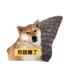 shibainu TAKO（個別スタンプ：7）