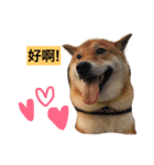 shibainu TAKO（個別スタンプ：8）