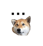 shibainu TAKO（個別スタンプ：9）