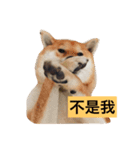 shibainu TAKO（個別スタンプ：10）
