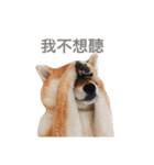 shibainu TAKO（個別スタンプ：11）