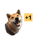 shibainu TAKO（個別スタンプ：12）