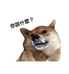 shibainu TAKO（個別スタンプ：13）