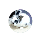 princess's little rabbit（個別スタンプ：15）