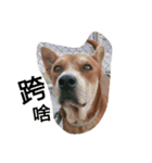 littledogdog2（個別スタンプ：1）