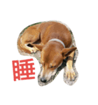 littledogdog2（個別スタンプ：2）