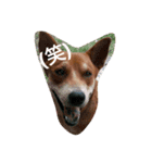 littledogdog2（個別スタンプ：5）