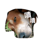 littledogdog2（個別スタンプ：6）
