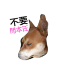 littledogdog2（個別スタンプ：7）