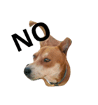 littledogdog2（個別スタンプ：8）