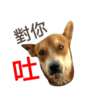 littledogdog2（個別スタンプ：10）