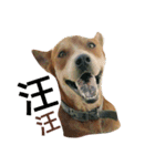littledogdog2（個別スタンプ：11）