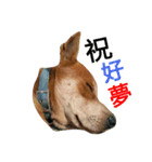littledogdog2（個別スタンプ：12）