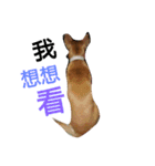 littledogdog2（個別スタンプ：13）