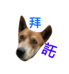 littledogdog2（個別スタンプ：14）