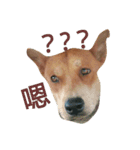 littledogdog2（個別スタンプ：15）