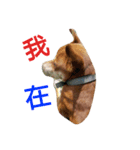 littledogdog2（個別スタンプ：16）