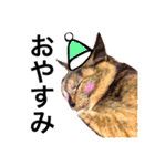 サビ猫メルの日常（個別スタンプ：4）