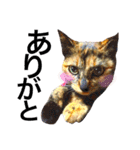 サビ猫メルの日常（個別スタンプ：5）
