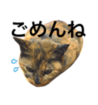 サビ猫メルの日常（個別スタンプ：6）