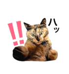 サビ猫メルの日常（個別スタンプ：8）