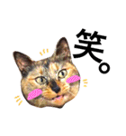 サビ猫メルの日常（個別スタンプ：9）