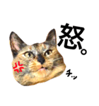 サビ猫メルの日常（個別スタンプ：10）