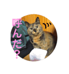 サビ猫メルの日常（個別スタンプ：11）