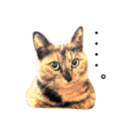 サビ猫メルの日常（個別スタンプ：13）