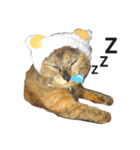 サビ猫メルの日常（個別スタンプ：14）