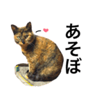 サビ猫メルの日常（個別スタンプ：17）
