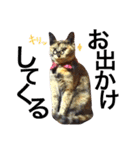 サビ猫メルの日常（個別スタンプ：18）