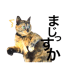 サビ猫メルの日常（個別スタンプ：19）
