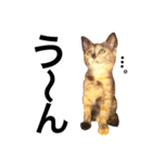 サビ猫メルの日常（個別スタンプ：20）