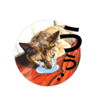 サビ猫メルの日常（個別スタンプ：21）