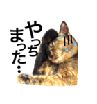 サビ猫メルの日常（個別スタンプ：22）