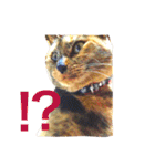 サビ猫メルの日常（個別スタンプ：23）