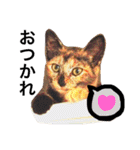 サビ猫メルの日常（個別スタンプ：25）