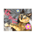 サビ猫メルの日常（個別スタンプ：28）
