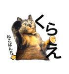 サビ猫メルの日常（個別スタンプ：29）