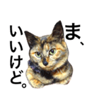 サビ猫メルの日常（個別スタンプ：31）