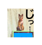 サビ猫メルの日常（個別スタンプ：33）