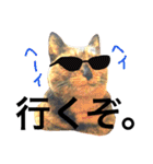 サビ猫メルの日常（個別スタンプ：38）