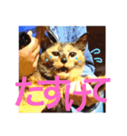 サビ猫メルの日常（個別スタンプ：40）