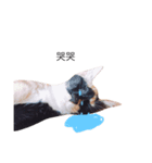 DODO is akitten（個別スタンプ：4）