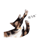 DODO is akitten（個別スタンプ：6）