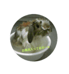 うさぎのたんぽぽ（個別スタンプ：1）