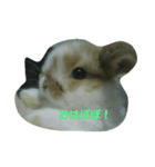うさぎのたんぽぽ（個別スタンプ：2）