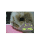 うさぎのたんぽぽ（個別スタンプ：6）