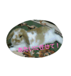 うさぎのたんぽぽ（個別スタンプ：7）
